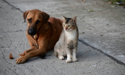 Anche a Bergamo c'è una battaglia quotidiana contro l'abbandono degli animali