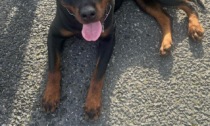 Finiscono in autostrada, coppia di rottweiler salvati dalla Polizia