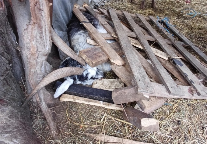 Allevamento non a norma nel Lecchese, sequestrati 30 animali