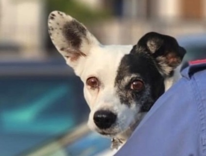 Cagnolino smarrito rischia di essere investito, i Carabinieri lo restituiscono alla proprietaria