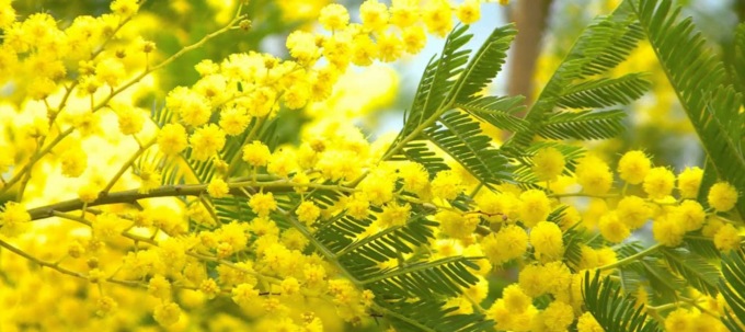 Un fungo penalizza la mimosa per l’8marzo, impennata dei prezzi