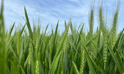 Agricoltura, Bongioanni: "In arrivo da Arpea 135 milioni di pagamenti per i saldi Pac"