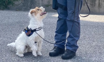 "Leone" e "Zekkin" nelle scuole con l'unità cinofila
