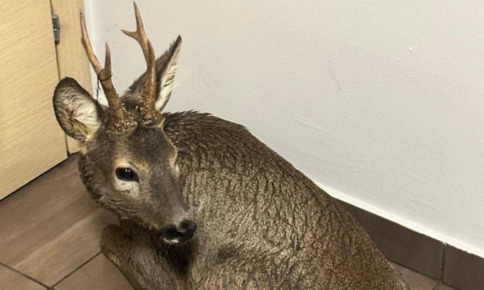 Panico in un parrucchiere di Pavia, capriolo sfonda la vetrina ed entra nel negozio