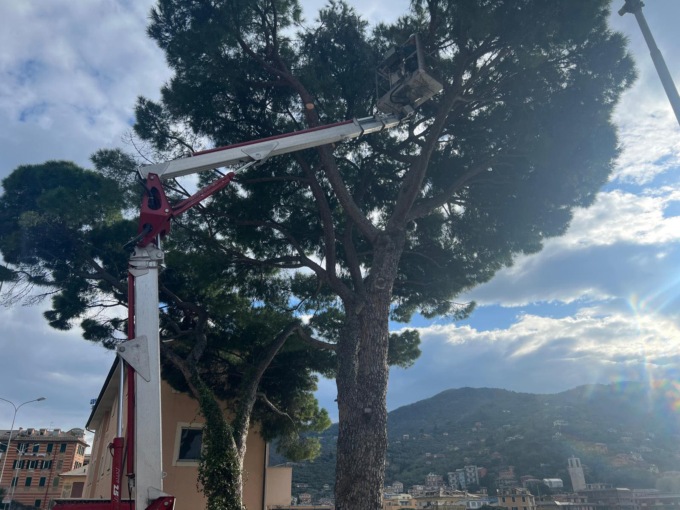 Recco, taglio di due pini domestici a rischio crollo
