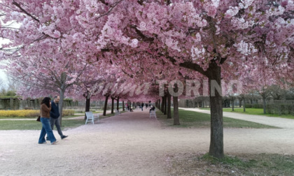 Reggia di Venaria, boom di presenze per ammirare i ciliegi Sakura in fiore