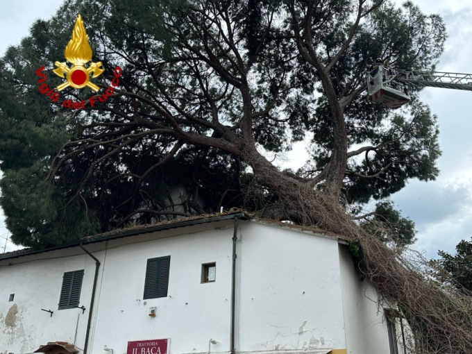 Rimosso il pino caduto sul tetto di una casa