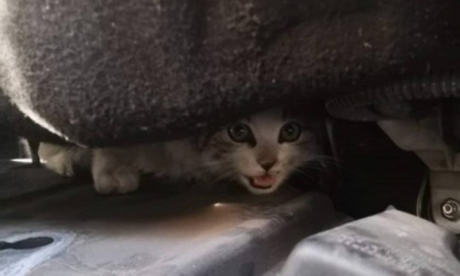 Viaggia per 80 Km con un gatto nel motore, poi lo adotta