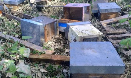 Apiario spazzato via dalla piena del Sesia: “Chiedo aiuto per ricominciare e difendere la biodiversità”