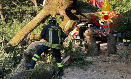 Crolla un grosso albero nella notte, paura a Lastra a Signa