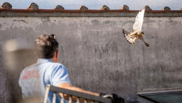 Falchetto in trappola sul tetto del Comune