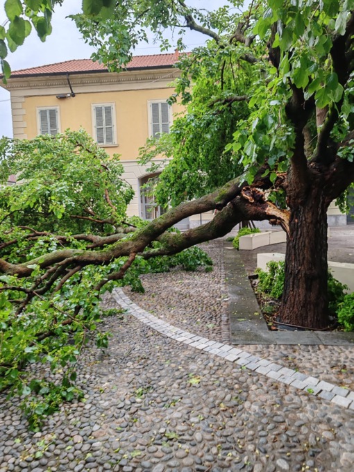 Il gelso di piazza Matteotti a Cernusco sul Naviglio sarà abbattuto