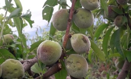 Nubifragio compromette la produzione nei frutteti e  vigneti