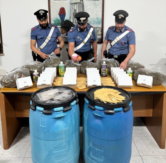 Scoperta una serra con 9 piante di marijuana