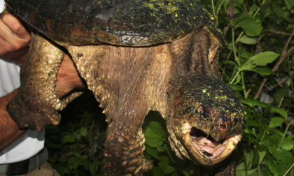 Tartaruga azzannatrice in strada a Empoli, affidata a Wwf