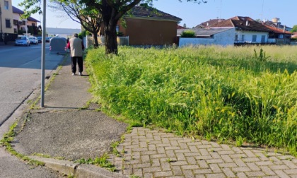 Tra le erbacce i quartieri nell'area di corso Avogadro