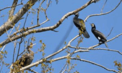 Tutela equilibrio ecologico degli ambienti fluviali: la Provincia approva il piano di contenimento del cormorano