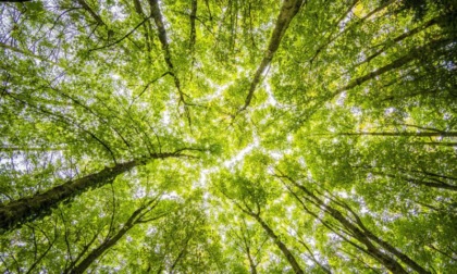 Un tour tra i giganti verdi: i Carabinieri Forestali raccontano gli alberi monumentali di Milano