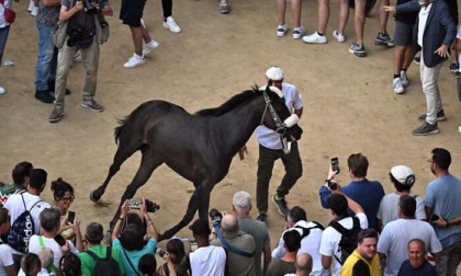 Palio di Siena, assegnati i cavalli alle 10 contrade