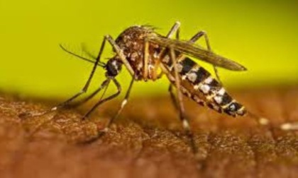 Sospetto caso di Dengue in zona Buon Pastore