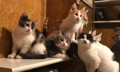 Stop all'abbandono degli animali in estate