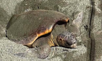 Una Tartaruga "Caretta Caretta" nidifica sulla spiaggia sabbiosa di Sestri Levante