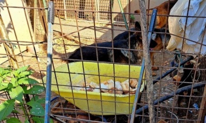 Allevamento abusivo nella periferia di Treviglio: 17 cani vivevano nel degrado