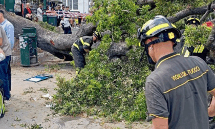 Chi non ha eseguito l'ordine del Comune di abbattere il leccio poi crollato?