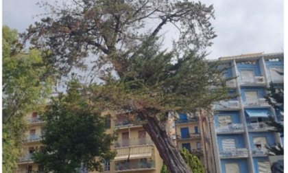 Cipresso a rischio crollo verrà abbattuto a Imperia