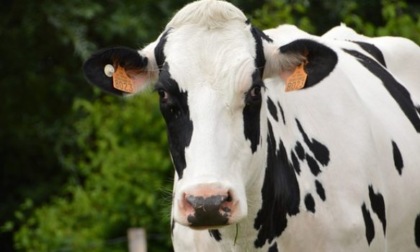 Coldiretti Varese, produzione di latte in calo per il caldo