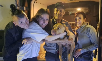Dopo tre mesi di ricerche, ritrovata Tofee: la pitbull era scomparsa a Treviglio