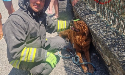 Incendio in una villetta, i vigili del fuoco salvano un cane
