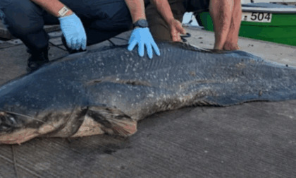 Mostro di Loch Ness scansati: un lago bavarese è terrorizzato da un pesce gatto gigante