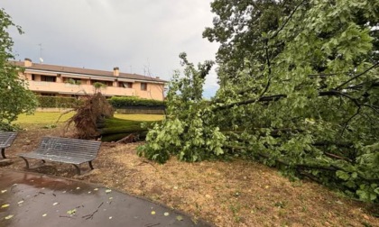 Rimossi due alberi pericolanti nel parco chiuso per il crollo di una quercia