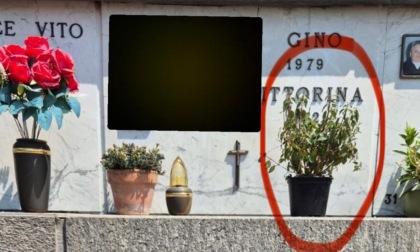 Scambio di fiori al cimitero: i soliti ignoti rubano un bel vaso da una tomba... lasciando in cambio una piantina appassita