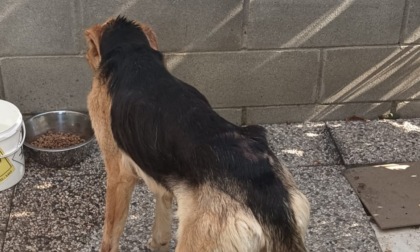 Scheletrico e senza forze: cane gravemente malnutrito salvato a Pavia