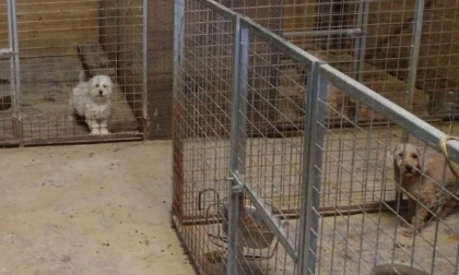 Un altro allevamento  di cani sequestrato nella Bassa con decine di maltesi e barboncini