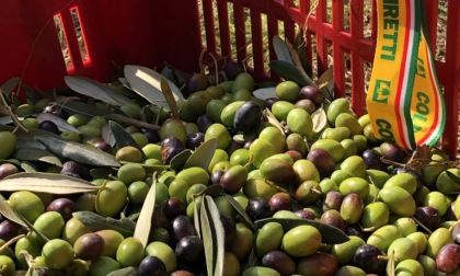 Valtellina, crescono gli ettari a ulivo:  prospettive di una buona stagione