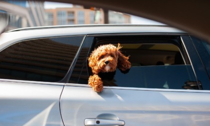 Viaggiare in auto con gli amici animali: suggerimenti utili