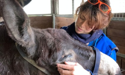 Addio all'asinella Morina: era stata salvata dal macello con la sorella