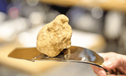 Al museo delle Scienze naturali di Torino presentata la 95ª edizione della Fiera del Tartufo bianco d'Alba