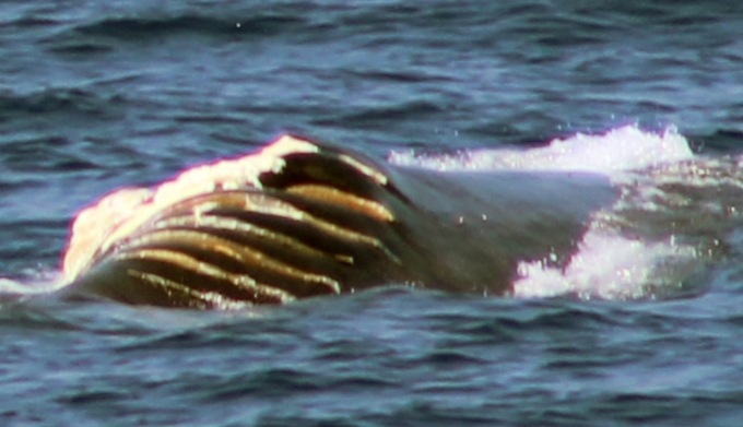 Balenottera ferita avvistata da nave. L’allarme di Tethys