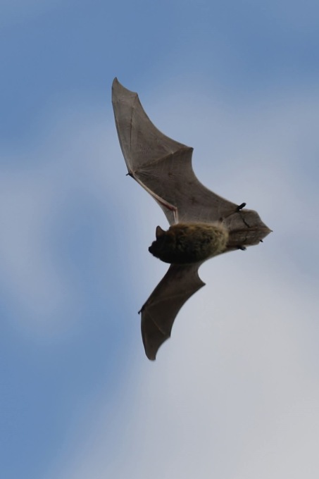 Bat night: una serata alla scoperta dei pipistrelli lungo l’Entella