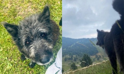 Cane pastore Batman sbranato da un branco di lupi mentre difendeva un gregge di pecore