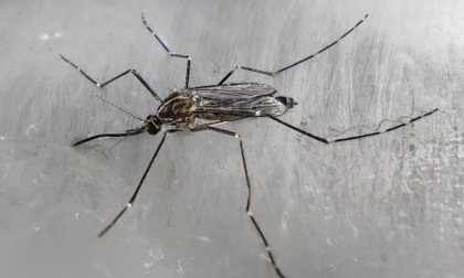 Caso di Chikungunya a San Donato Milanese: scatta la disinfestazione straordinaria