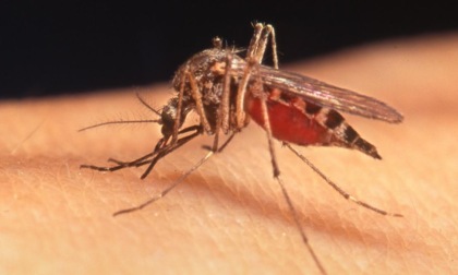 Chikungunya, nuova disinfestazione a Parona: operazioni termineranno appena miglioreranno le condizioni meteo