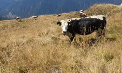 Coldiretti Torino: "La pioggia non salva la stagione in alpeggio"
