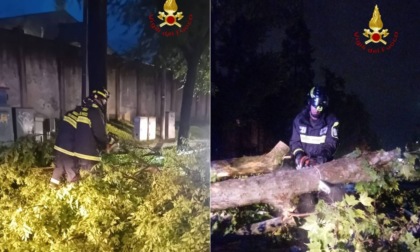 Nuova ondata di maltempo in provincia di Treviso, ancora alberi caduti e strade allagate