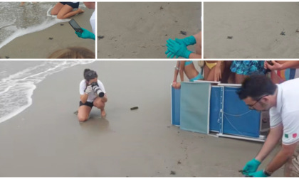 Oltre 40 "tartarughini" Caretta caretta guadagnano il mare