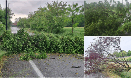 Raggiunta quota 100: ventuno alberi da abbattere a Villa Margherita
